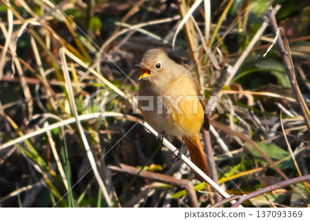 可愛而美麗的達里安Redstart,它突然出現在我面前 可愛而美麗的達里安Redstart,它突然出現在我面前 137093369