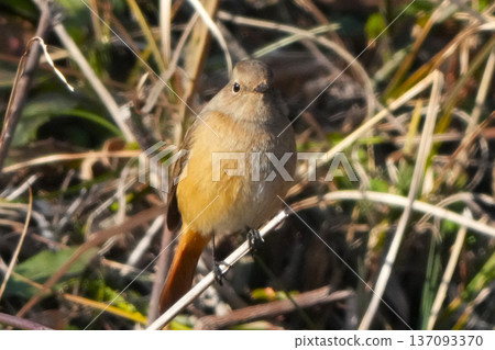 A cute and beautiful Daurian Redstart that came out of nowhere and stopped in front of me A cute and beautiful Daurian Redstart that came out of nowhere and stopped in front of me 137093370