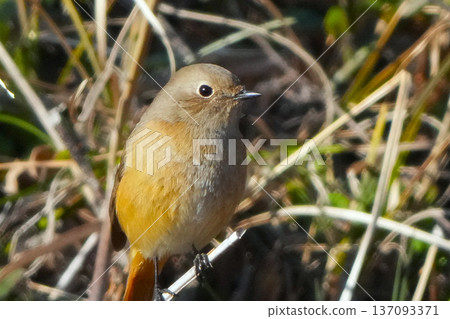 A cute and beautiful Daurian Redstart that came out of nowhere and stopped in front of me 137093371