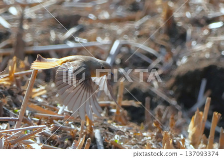 A cute and beautiful Daurian Redstart that came out of nowhere and stopped in front of me A cute and beautiful Daurian Redstart that came out of nowhere and stopped in front of me 137093374