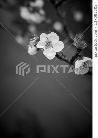 白色梅花特寫，留白較多，花瓣嬌嫩，單色 137093508