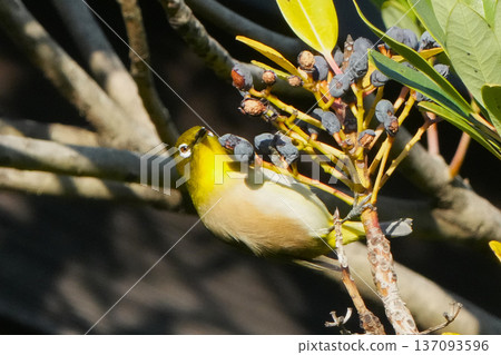 White-eye White-eye 137093596