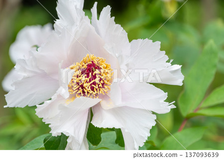 Large, elegantly blooming white peonies Large, elegantly blooming white peonies 137093639