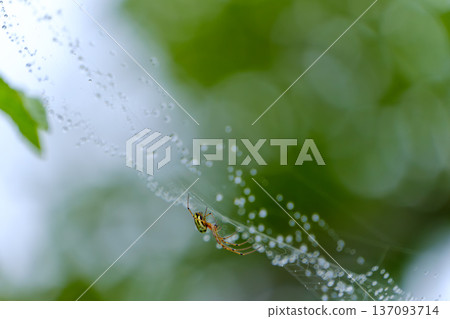 雨後，閃閃發光的水滴和蜘蛛網上的一隻小蜘蛛 137093714