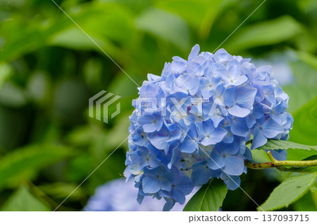 Vivid blue hydrangeas that stand out against the rainy season sky Vivid blue hydrangeas that stand out against the rainy season sky 137093715