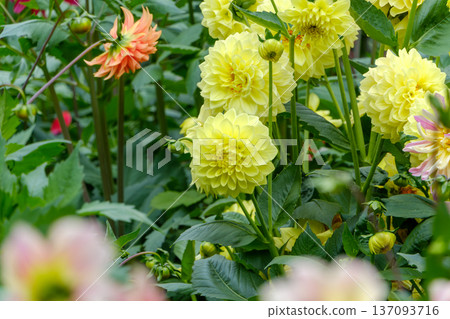 Large yellow dahlias brighten up the summer garden Large yellow dahlias brighten up the summer garden 137093716