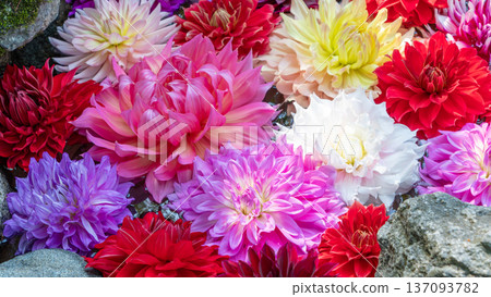 Colorful dahlia flowers floating on the water surface 137093782