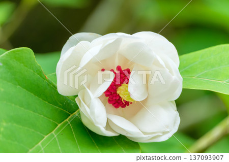 The contrast between the white petals and red core of the Magnolia sieboldii is striking. 137093907