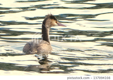 Great crested grebe 137094108