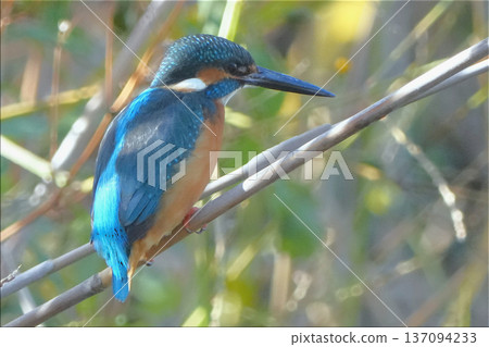 Kingfisher Kingfisher 137094233