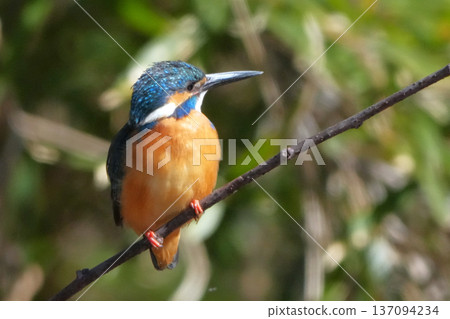 翠鳥 翠鳥 137094234