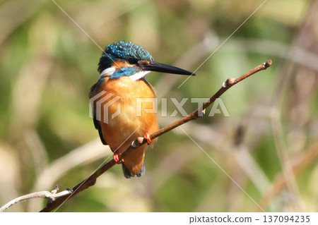 Kingfisher Kingfisher 137094235