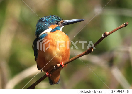 Kingfisher Kingfisher 137094236