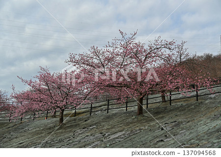 Early-blooming Kawazu cherry blossoms (70% in bloom) at 21st Century Forest Park in Iwaki City, Fukushima Prefecture Early-blooming Kawazu cherry blossoms (70% in bloom) at 21st Century Forest Park in Iwaki City, Fukushima Prefecture 137094568