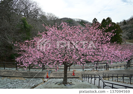 福島縣磐城市21世紀森林公園的早春河津櫻花（70%已盛開） 137094569