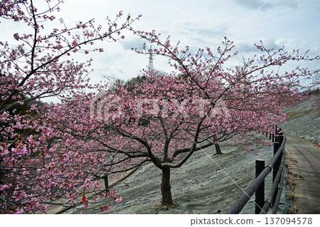 福島縣磐城市21世紀森林公園的早春河津櫻花(70%已盛開) 福島縣磐城市21世紀森林公園的早春河津櫻花(70%已盛開) 137094578