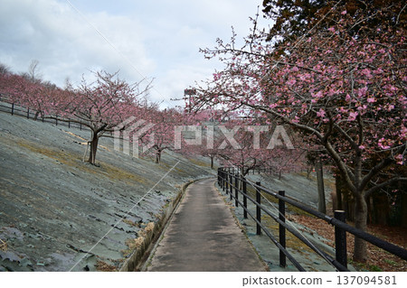 福島縣磐城市21世紀森林公園的早春河津櫻花（70%已盛開） 137094581