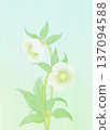 Background material: White Christmas rose 137094588