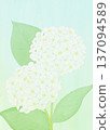 Background material: Hydrangea white 137094589