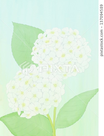 Background material: Hydrangea white Background material: Hydrangea white 137094589