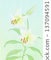 Background material lily white 137094591