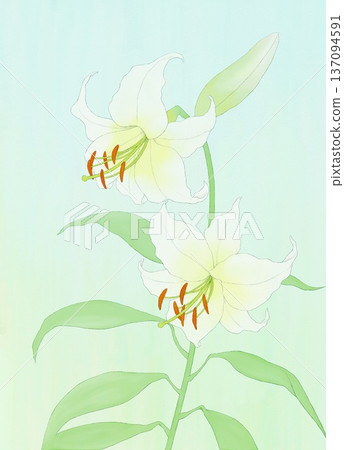 Background material lily white 137094591