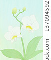 Background material: Phalaenopsis white 137094592