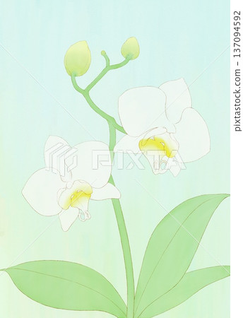Background material: Phalaenopsis white Background material: Phalaenopsis white 137094592