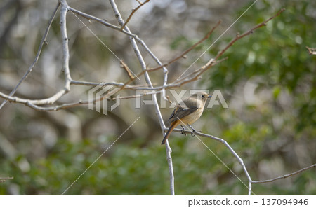 A pretty female Daurian Redstart stands on a branch waiting for spring A pretty female Daurian Redstart stands on a branch waiting for spring 137094946