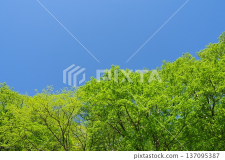 清新的綠意與蔚藍的天空 「中部山岳國立公園」(長野縣松本市) 清新的綠意與蔚藍的天空 「中部山岳國立公園」(長野縣松本市) 137095387