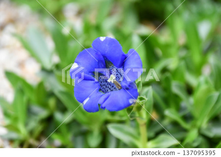 Gentiana acaulis (Gentiana acaulis) Gentiana acaulis (Gentiana acaulis) 137095395