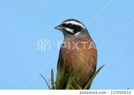  White fish 137095610