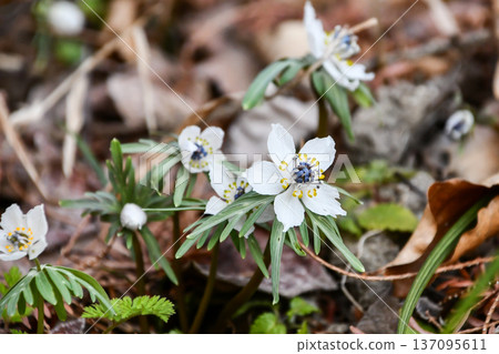 Setsubun grass Eranthis pinnatifida Setsubun grass Eranthis pinnatifida 137095611