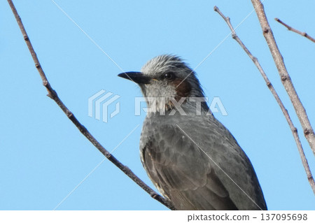 布朗有耳的bulbulous在樹分支 137095698