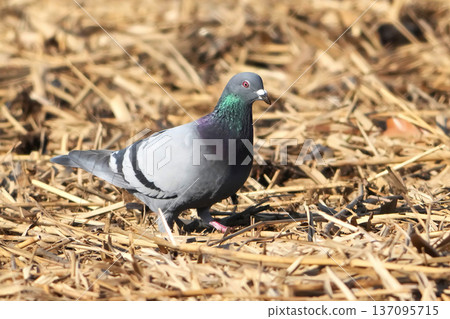 A cute and beautiful pair of pigeons that came out of nowhere and stopped in front of me 137095715