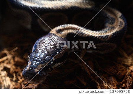 Ball Pythons: Captive Reptiles 137095798