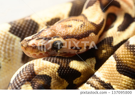 Ball Pythons: Captive Reptiles Ball Pythons: Captive Reptiles 137095800