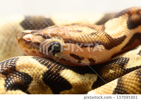 Ball Pythons: Captive Reptiles Ball Pythons: Captive Reptiles 137095801