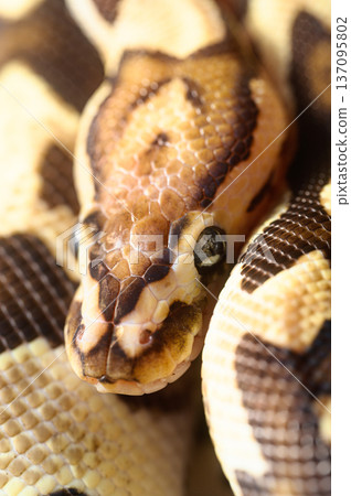Ball Pythons: Captive Reptiles 137095802