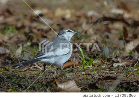 Standing Wagtail Standing Wagtail 137095866