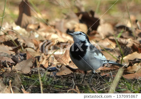 Standing Wagtail Standing Wagtail 137095867