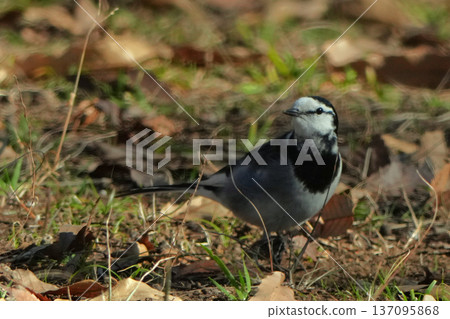 Standing Wagtail Standing Wagtail 137095868