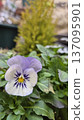 Pansies blooming in the garden 137095901