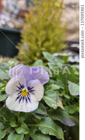 花園裡的三色堇盛開了 花園裡的三色堇盛開了 137095901