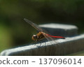Red dragonfly 137096014