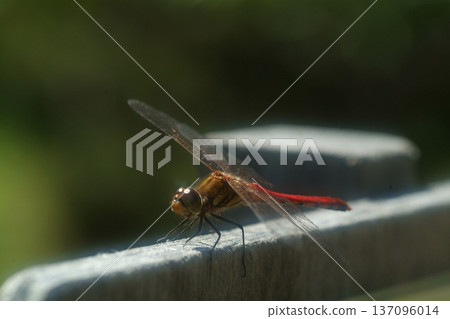 Red dragonfly Red dragonfly 137096014