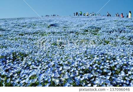 Nemophila flowers in full bloom on the hills of Hitachi Seaside Park Nemophila flowers in full bloom on the hills of Hitachi Seaside Park 137096046