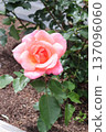 Igashira Park Rose Garden Zambra '93 137096060