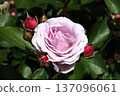 Igashira Park Rose Garden Matinee 137096061