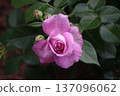 Igashira Park Rose Garden Lillatropfen 137096062